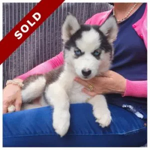 Purebred Siberian Husky Puppies for sale in Pretoria