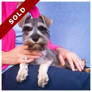 Miniature Schnauzer Puppies – Salt and Pepper
