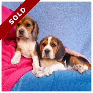 Beagle Puppies