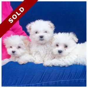 Maltese Puppies