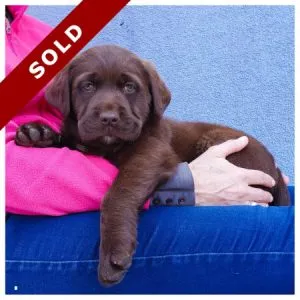 Chocolate Labrador