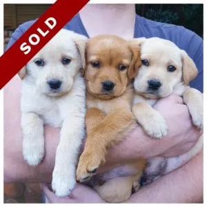 Purebred Labrador pups in Pretoria
