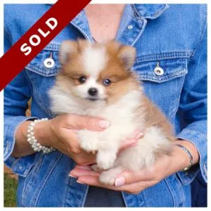 Toypom puppy for sale