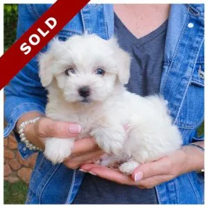 Maltese Puppies in Pretoria
