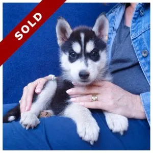Female Siberian Husky in Pretoria