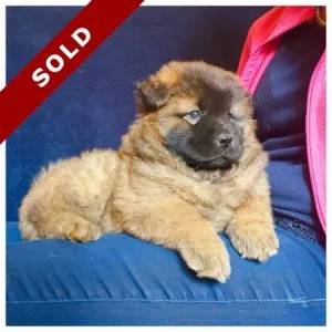 Purebred Chow Female Available