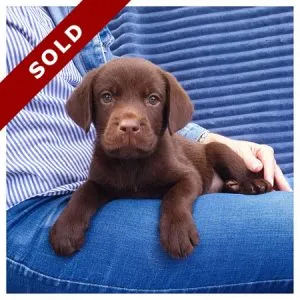 Chocolate Labrador Puppy