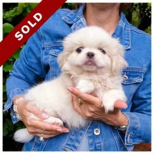Pekingese puppies