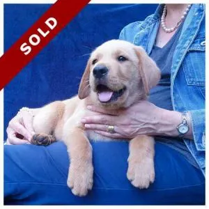 Purebred Labrador Puppies in Pretoria