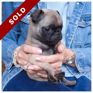 Pug Puppies