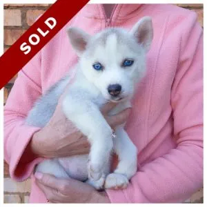 Husky Puppy