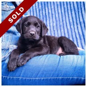 Labrador Puppies