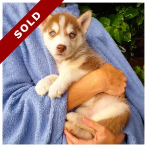 Husky Puppies for Sale