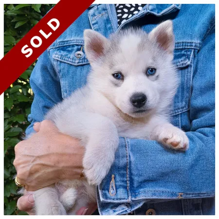 Husky Puppies in Pretoria
