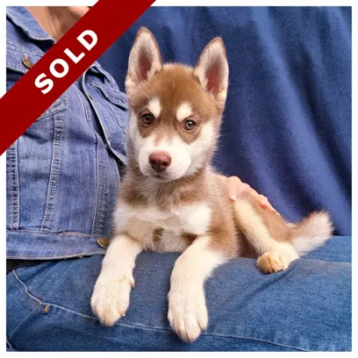 Copper Siberian Husky