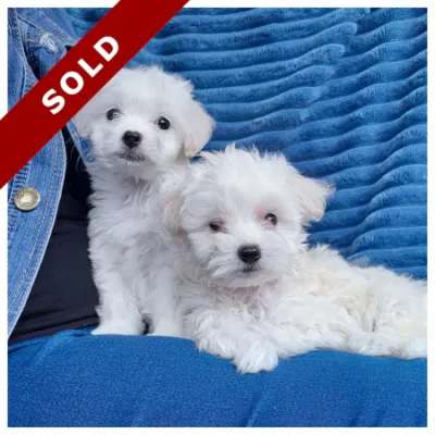 Maltese Puppies