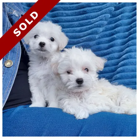 Maltese Puppies