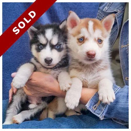 Husky Puppies for sale