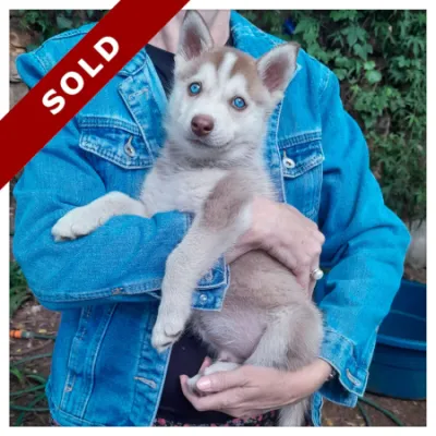 Copper Siberian Husky Male