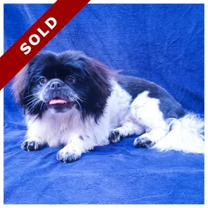 Pekingese Adult