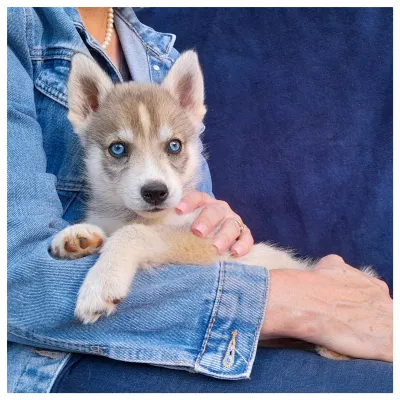 Purebred Siberian Huskies