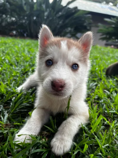 Siberian Husky puppy