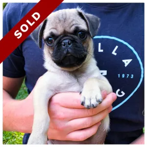 Pug puppy in Pretoria