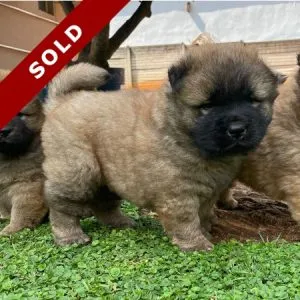 Chow Puppies in Pretoria