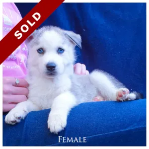 Husky females and males