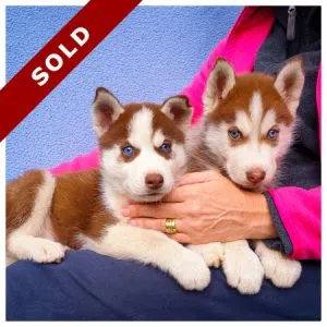 Husky Puppies in Pretoria