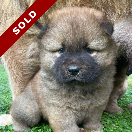 chow female puppy in pretoria sold