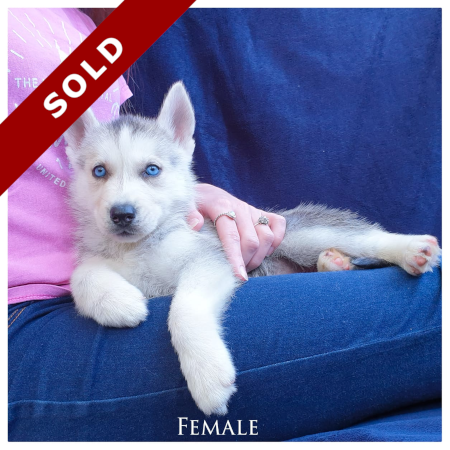 husky sold female 2