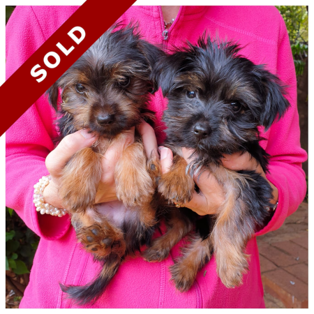 Yorkies for sale – Puppies