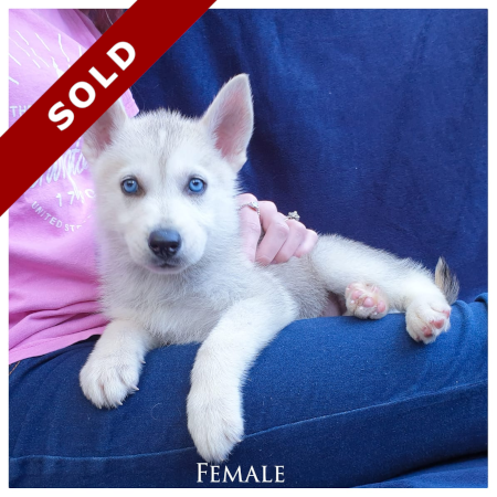 Husky sold female