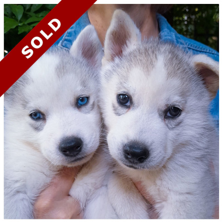 husky-puppies-pretoria-sold-3