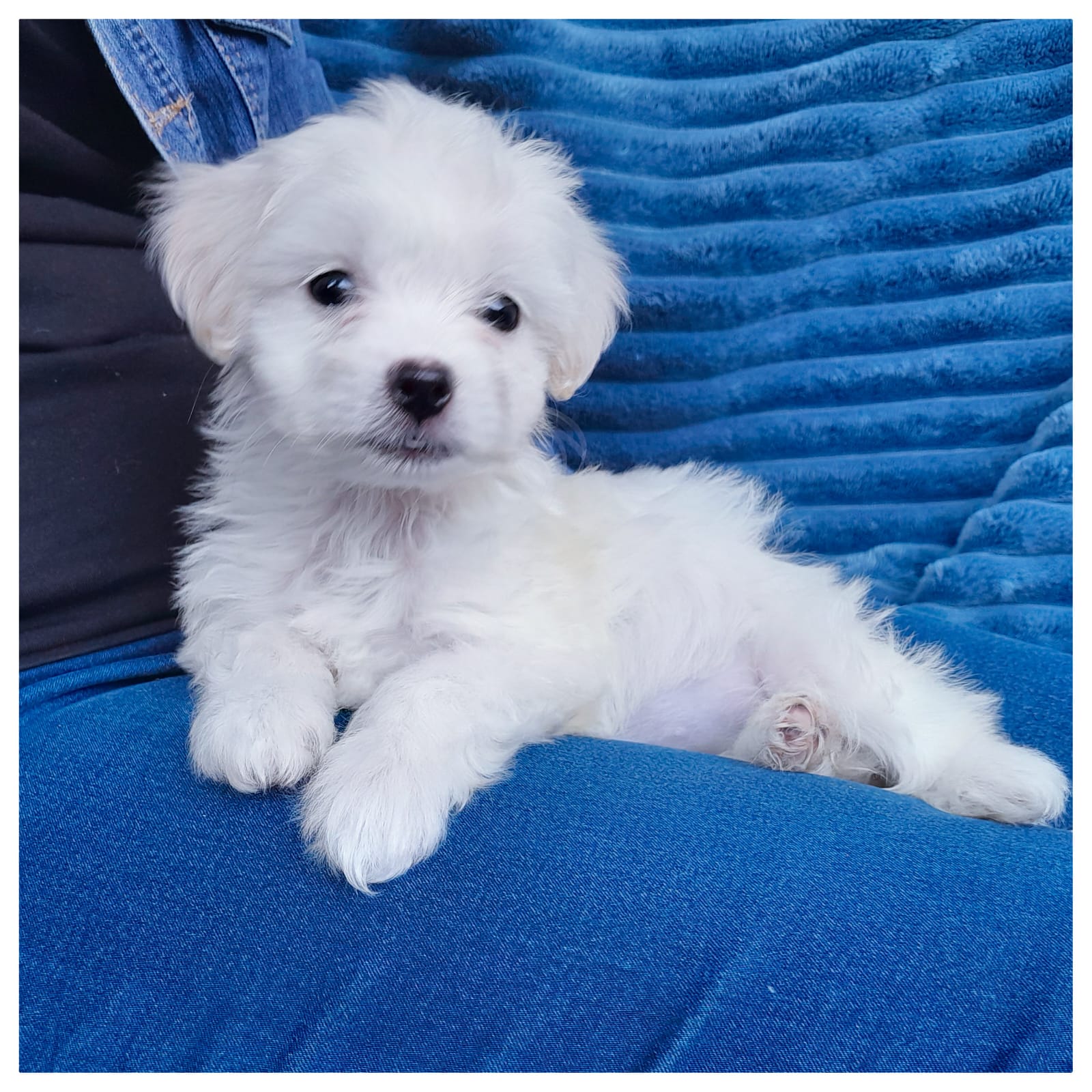 Maltese Puppies For Adoption In Florida 83 - 2vq4va6